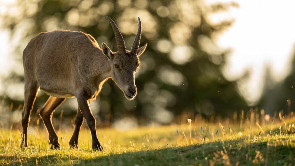 Steenbok