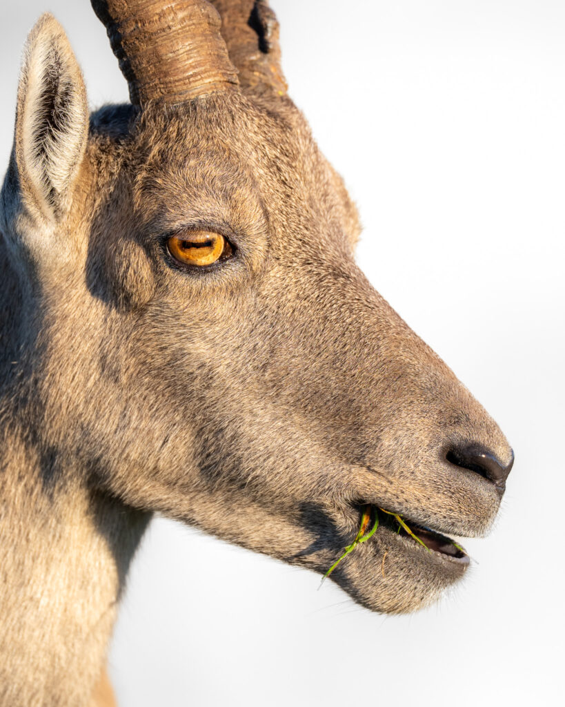 Steenbok