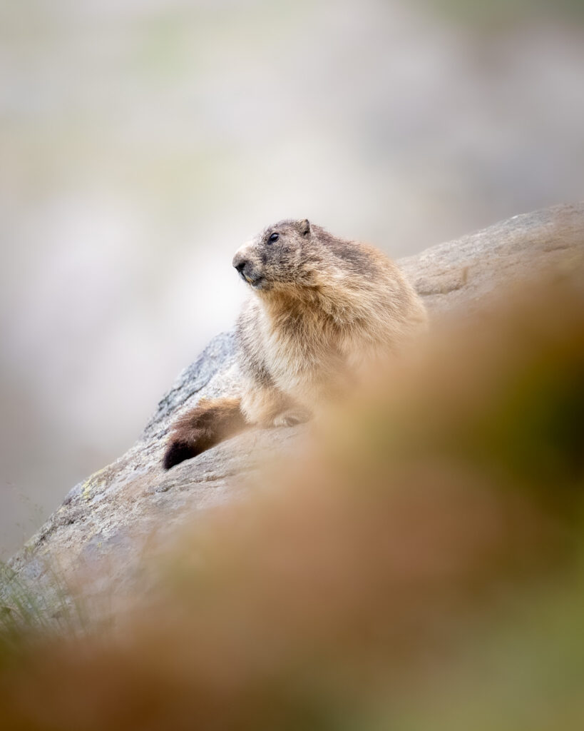 Alpenmarmot
