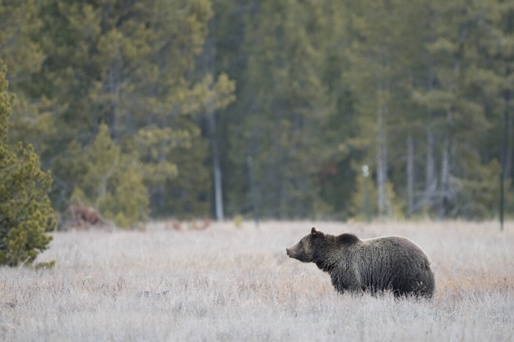 Grizzlybeer