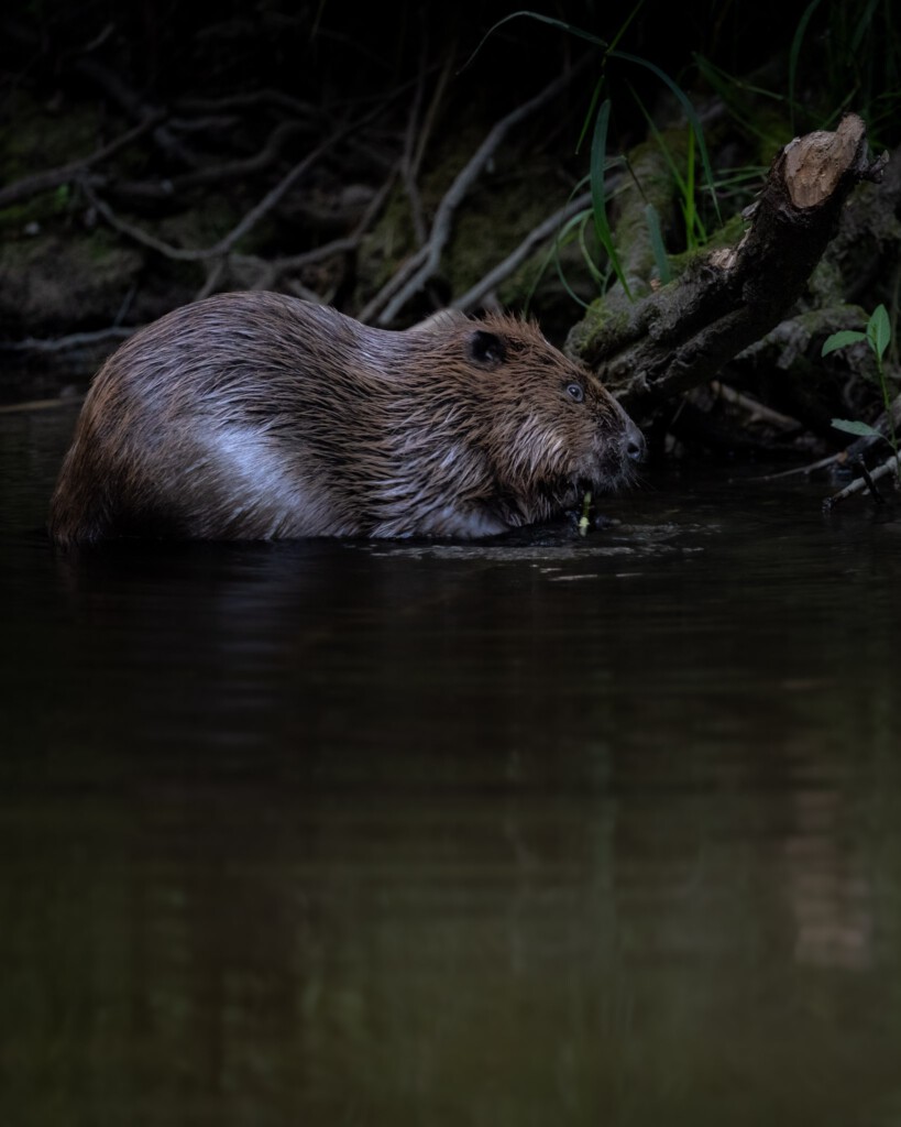 Bever eet aan de oever