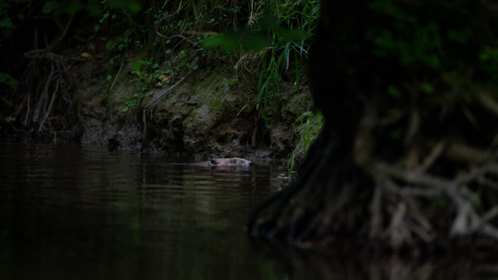 Bever in het donker van de oever