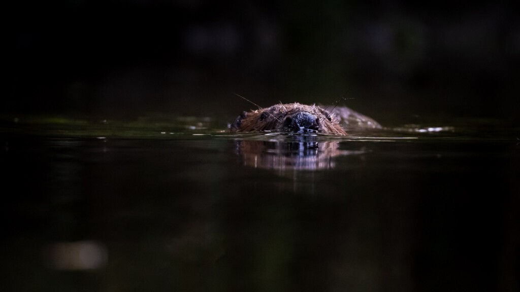 Bever kijkt over het water