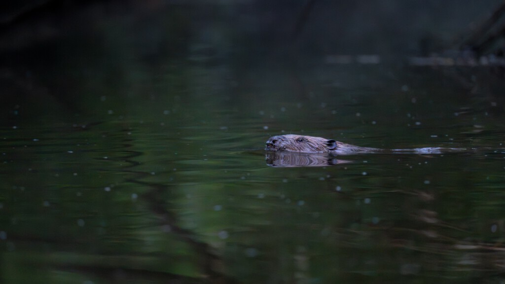 Bever met zijn staart in het water