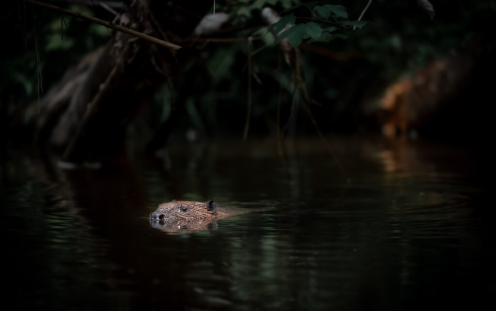 Bever onder de overhangende takken