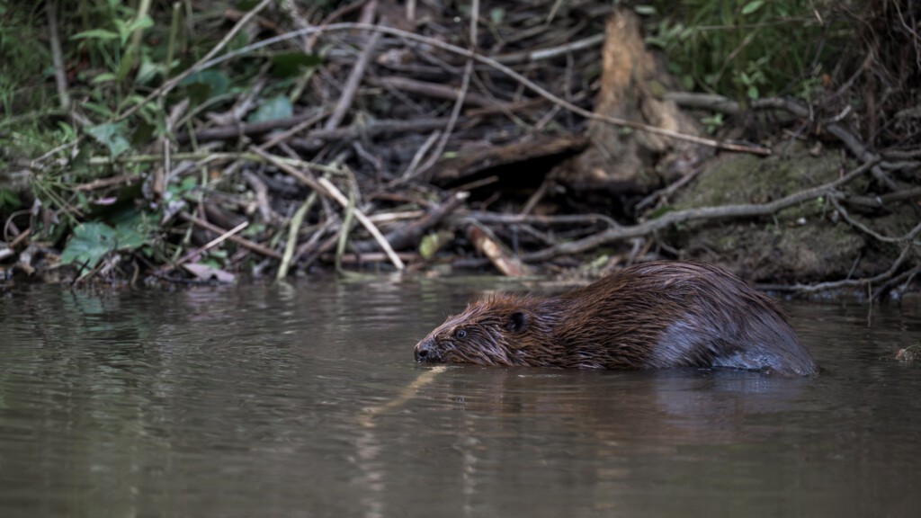 Bever tussen de takken