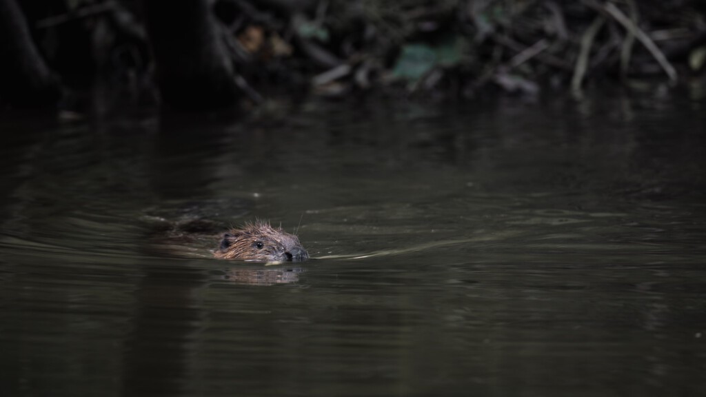 Bever zwemt in het donker