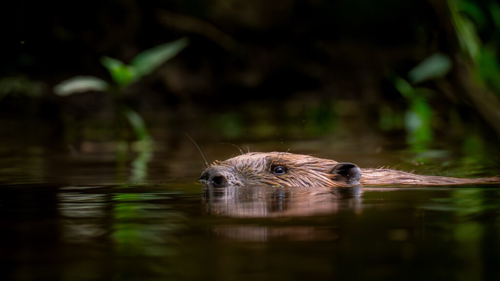 Bever zwemt in het groene licht