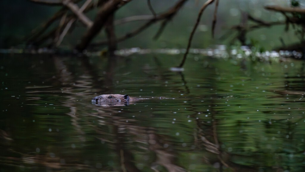 Bever zwemt tussen de spiegelingen