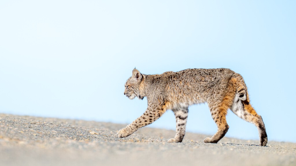 Bobcat op de heuvelrug