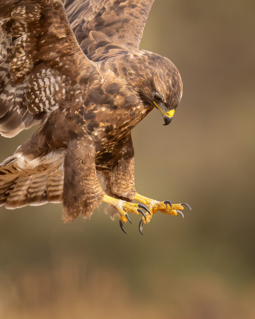 Buizerd landt