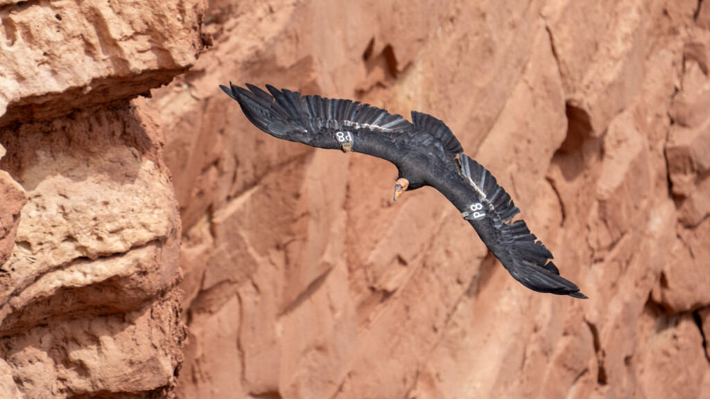 Californische condor in vlucht