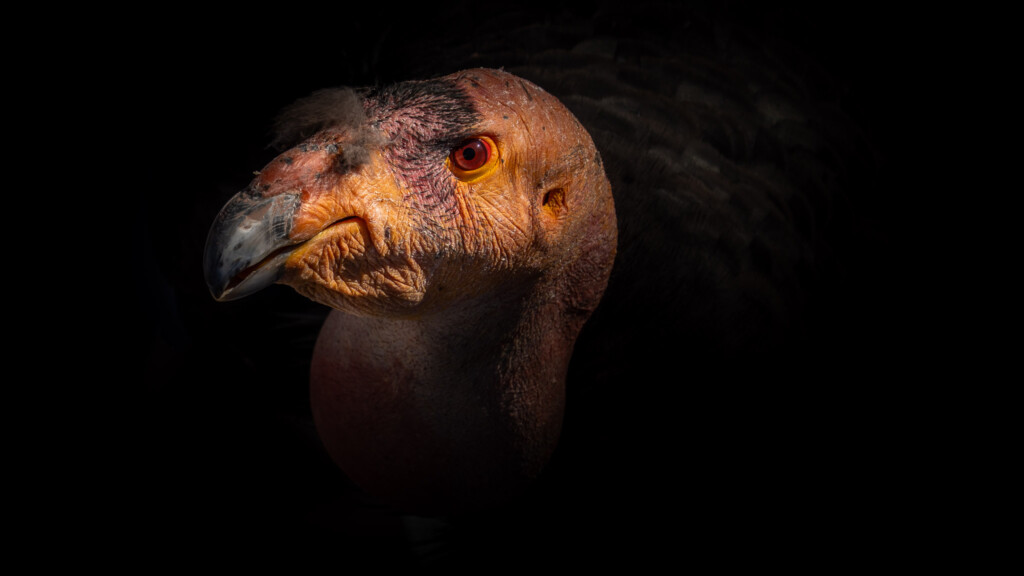 Californische condor portret