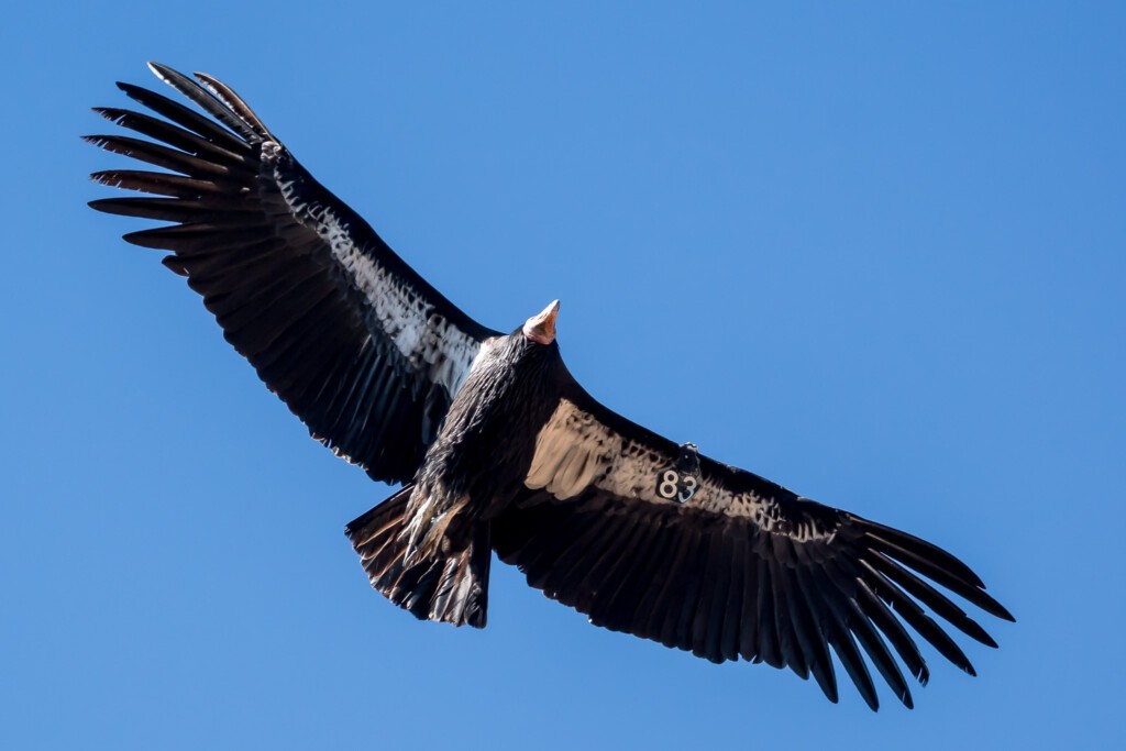 Californische condor tegen blauwe lucht