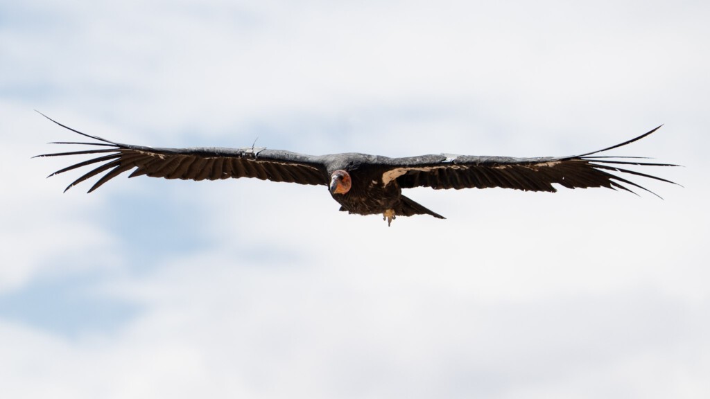 Californische condor zwevend