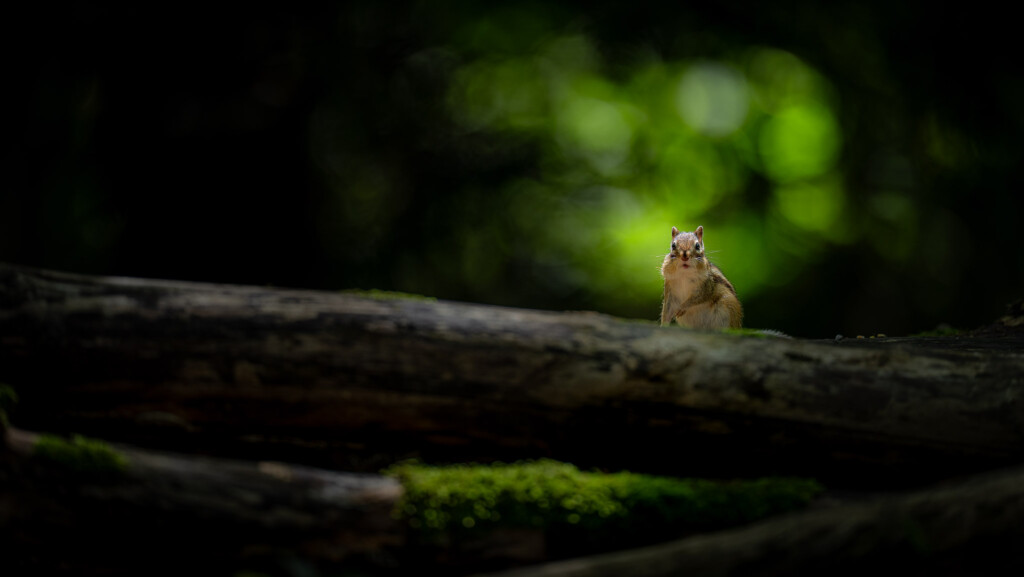 Chipmunk op een boomstam