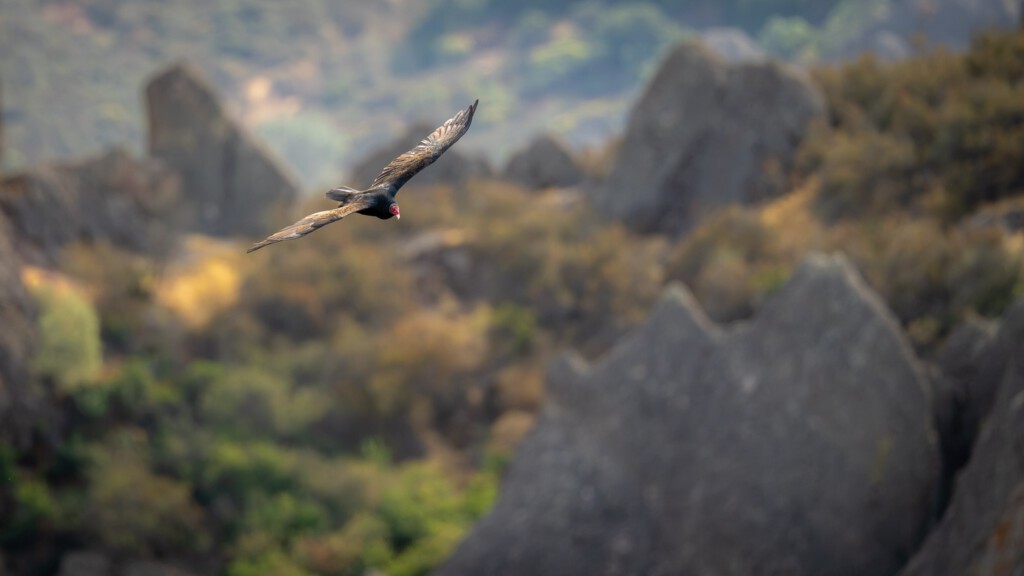 Roodkopgier boven Pinnacles