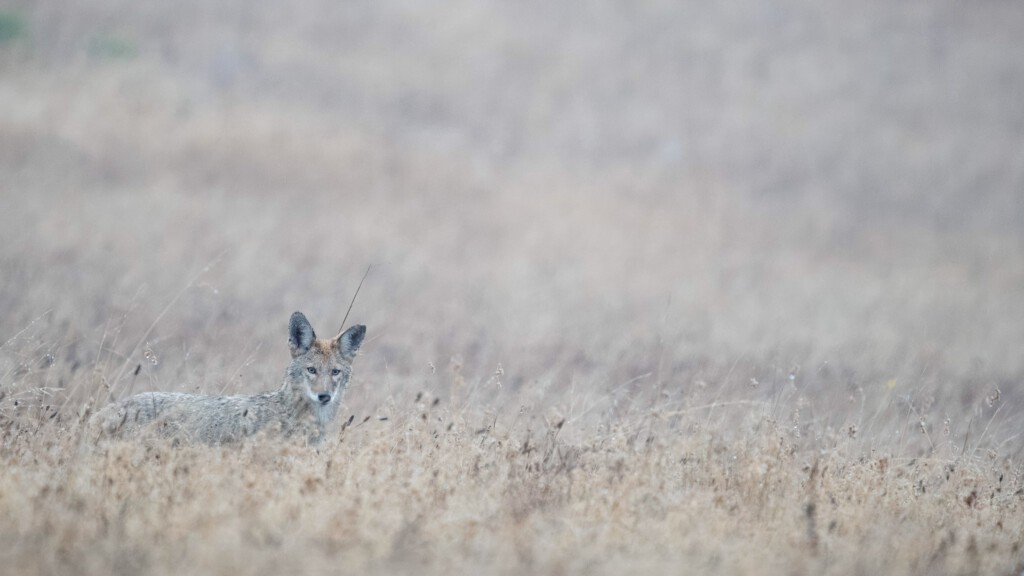 Coyote in de mist