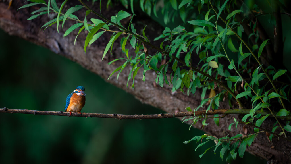 IJsvogel onder de wilgentakken