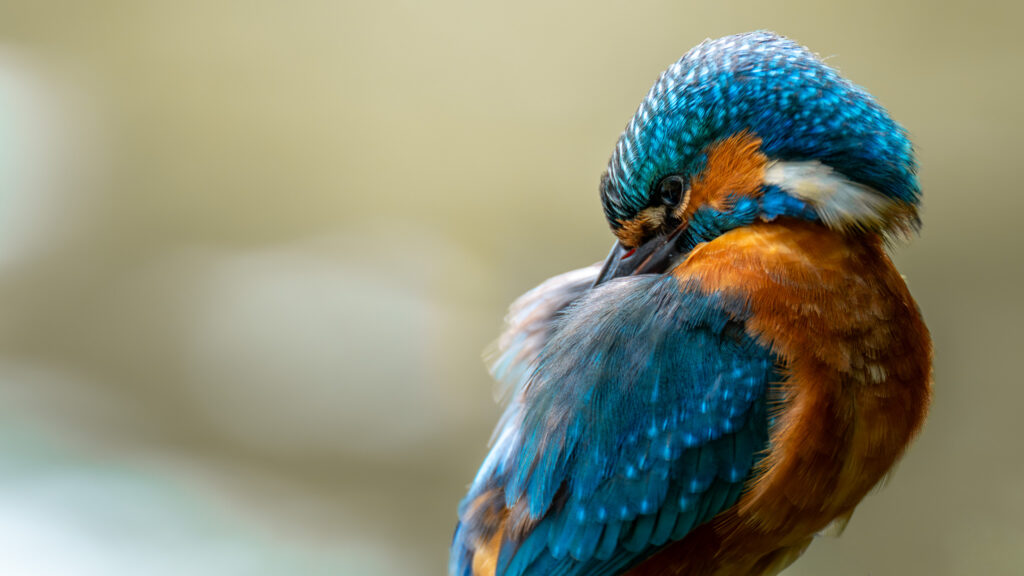 IJsvogel