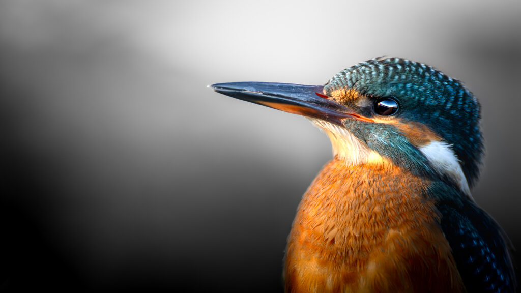 IJsvogel
