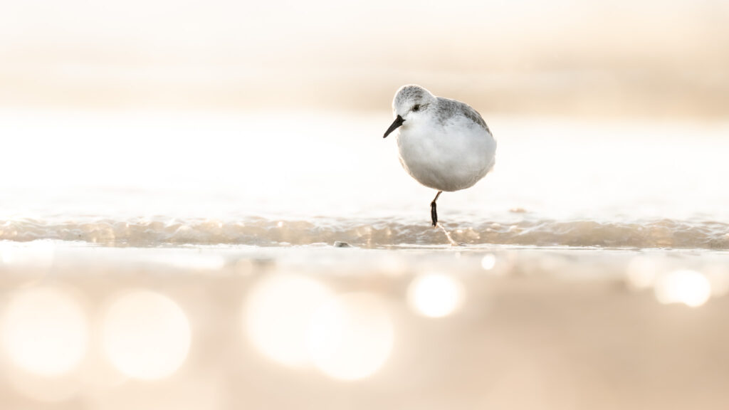 Drieteenstrandloper
