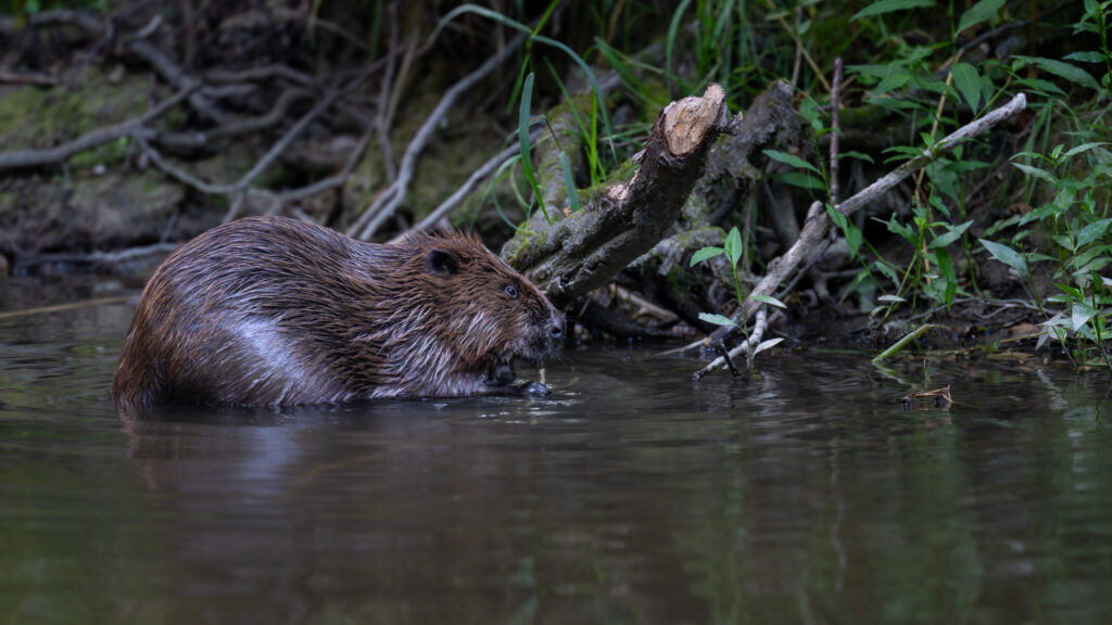 Bever