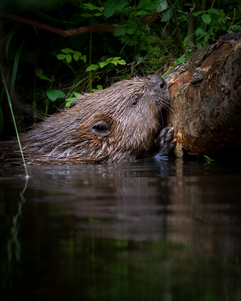 Bever