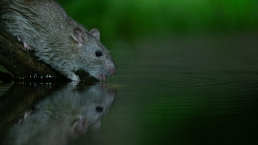 Bruine rat
