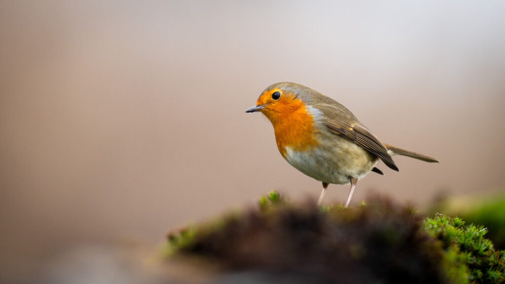 Roodborst