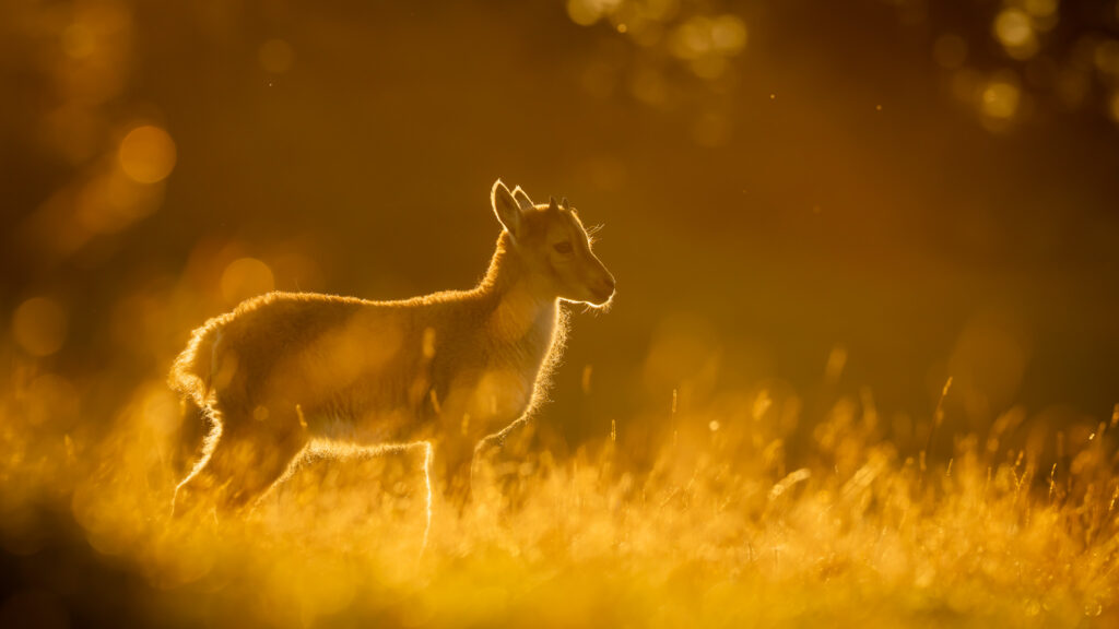 Jonge steenbok in tegenlicht