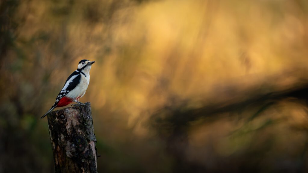 Grote bonte specht in gouden licht
