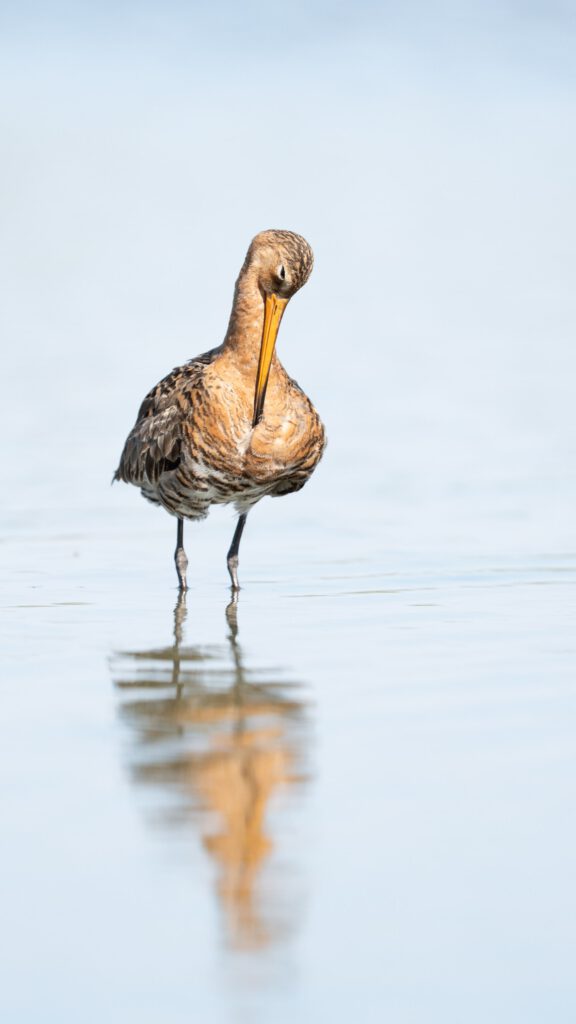 Grutto