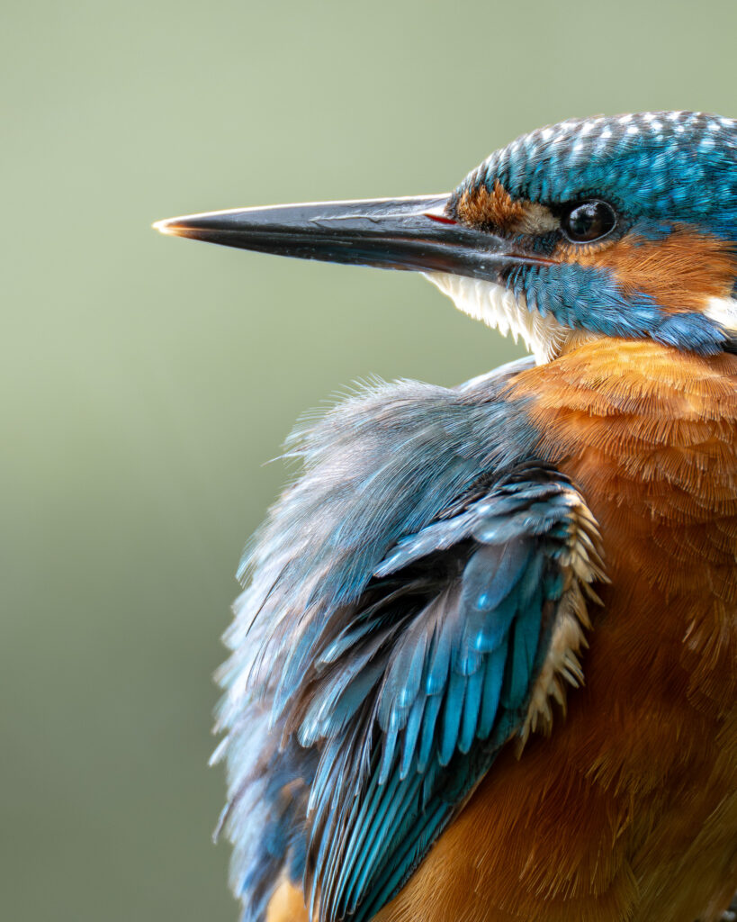 IJsvogel