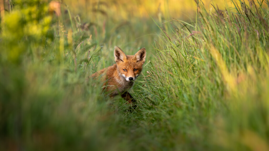 Jonge vos in het hoge gras