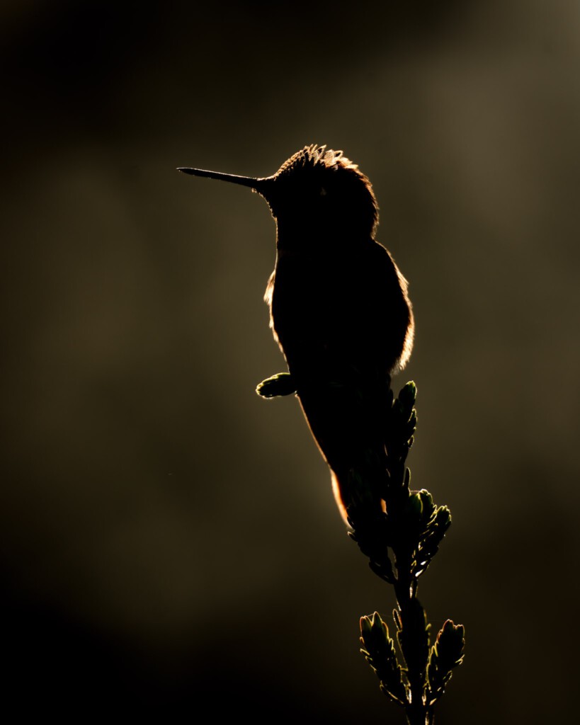 Kolibrie in tegenlicht