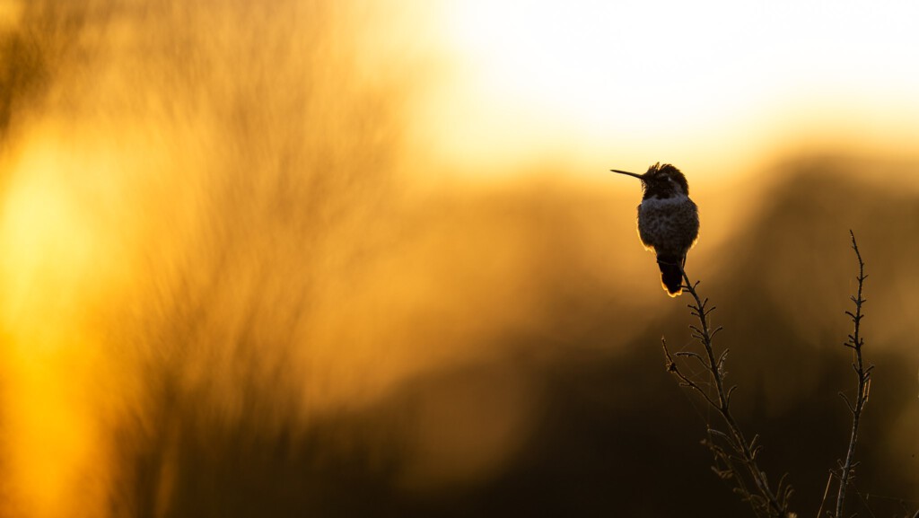 Kolibrie silhouet in de zon