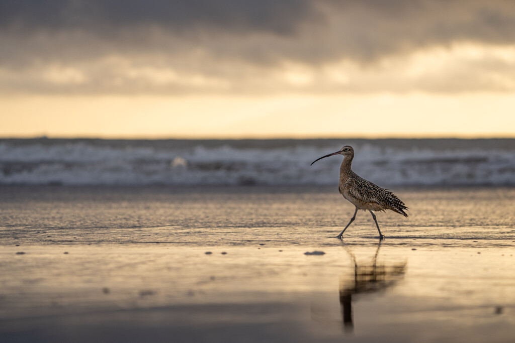 Langsnavelwulp op het strand