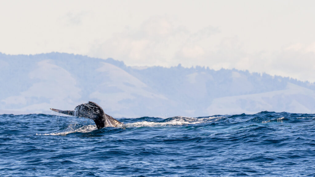 Grijze walvis