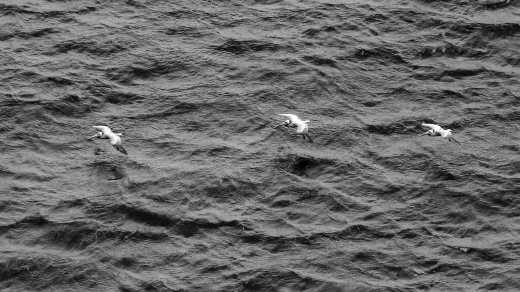 Zeevogels boven de golven