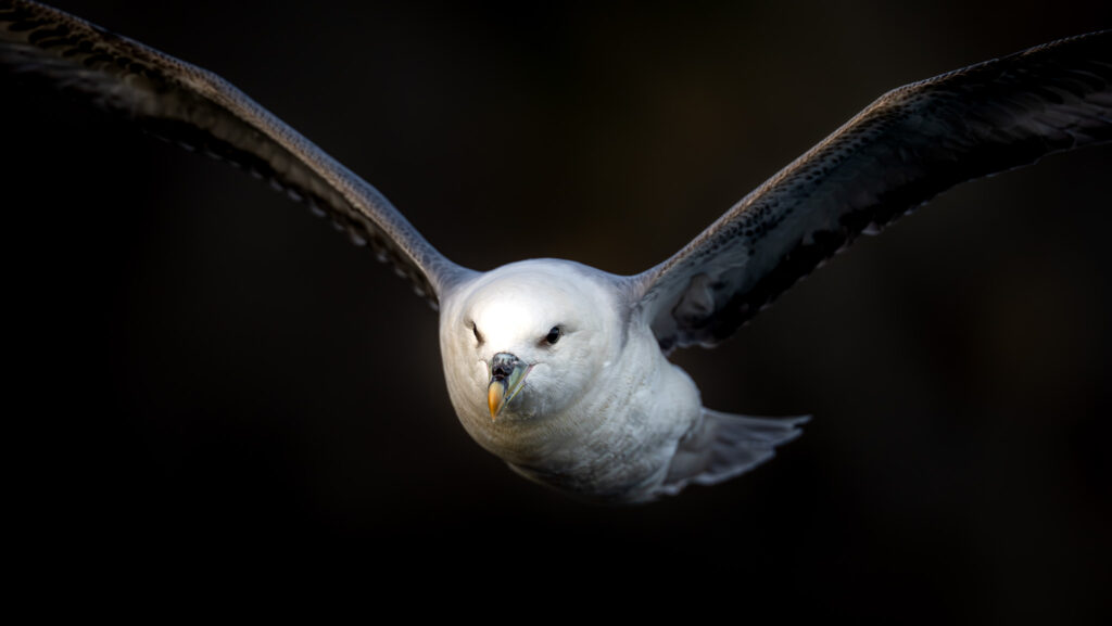 Noordse stormvogel