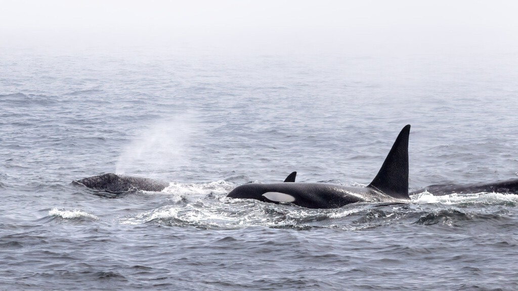 Orka in de mist