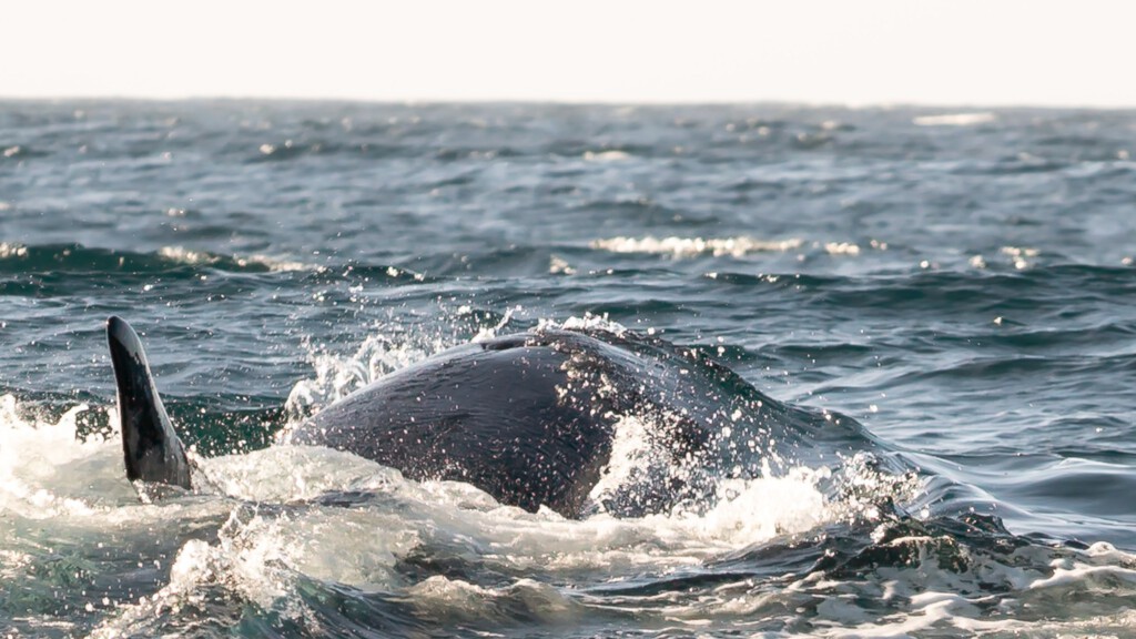Orka valt een grijze walvis aan