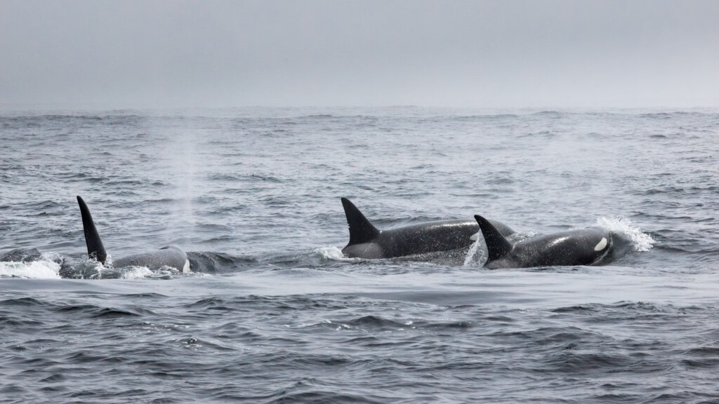 Orka's met blazende adem