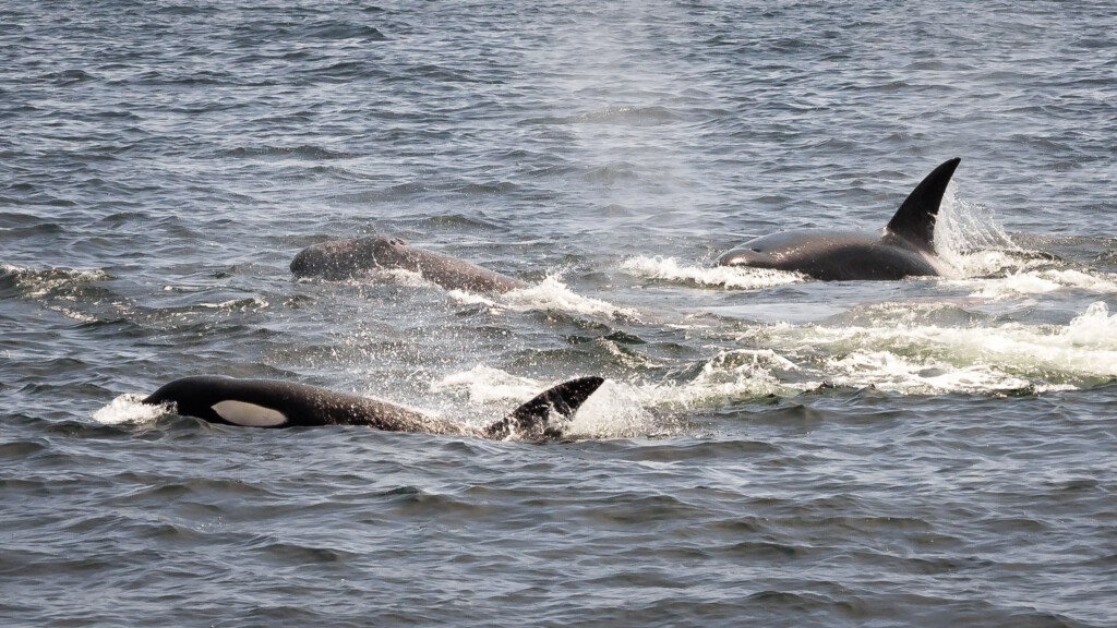 Orka's op jacht