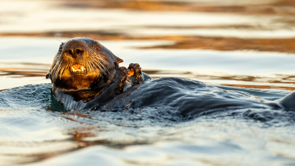 Zeeotter