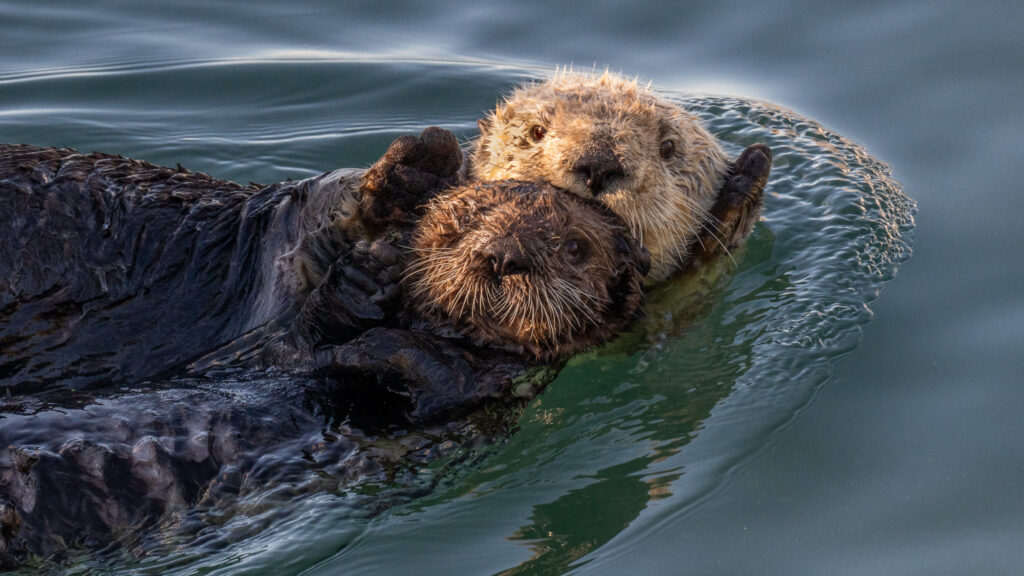 Zeeotter met jong