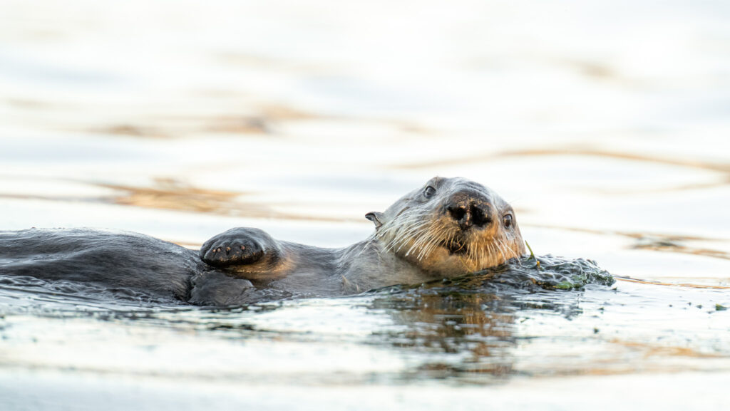 Zeeotter