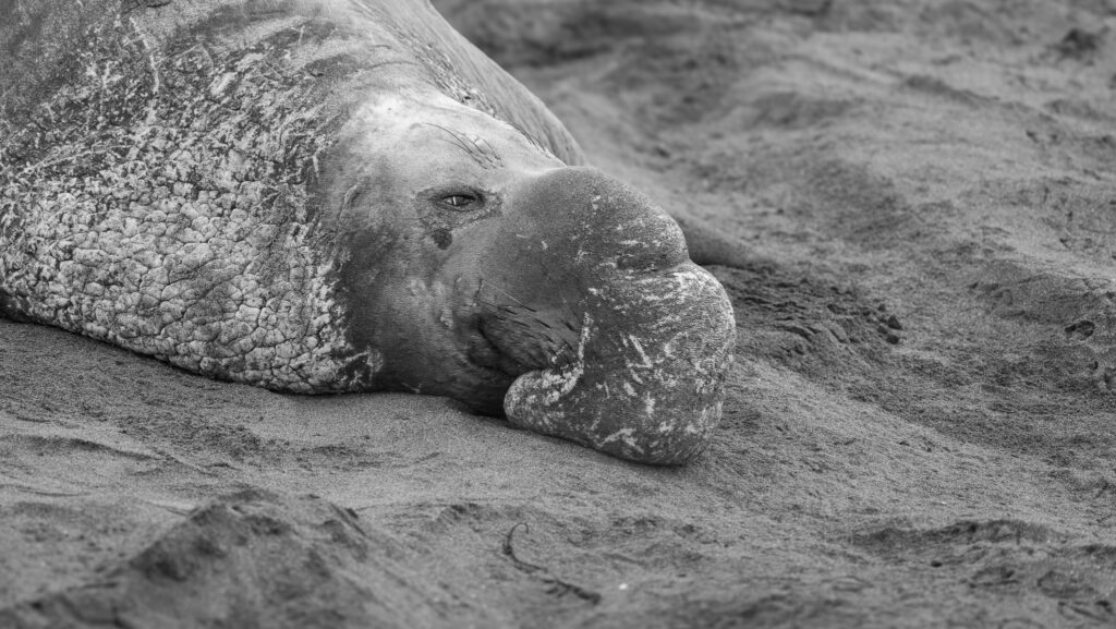 Zeeolifant