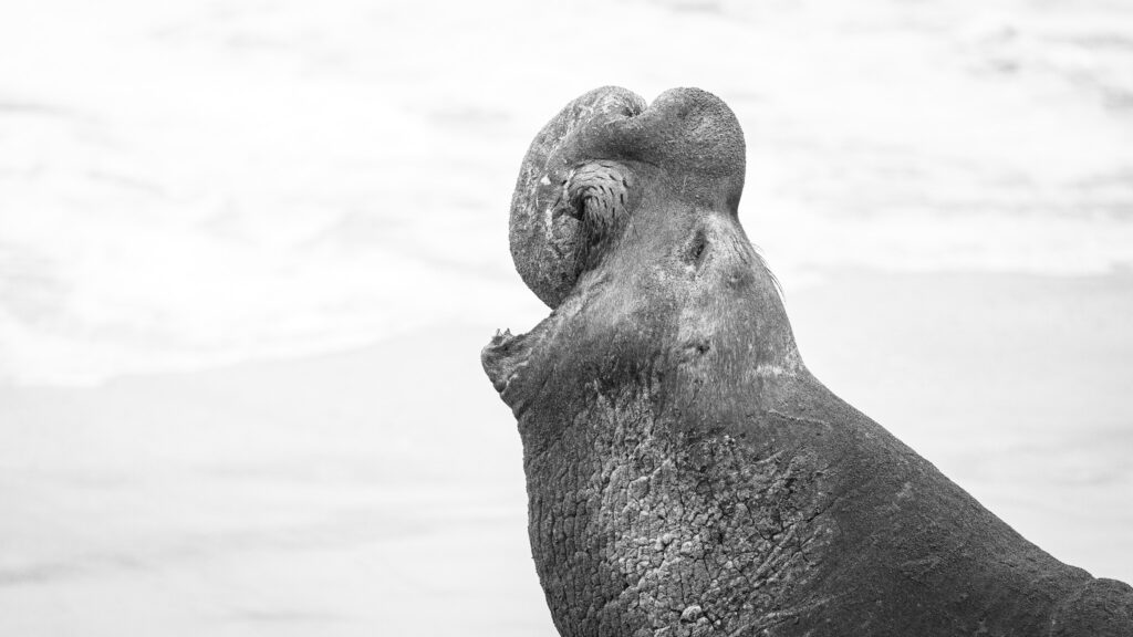 Zeeolifant